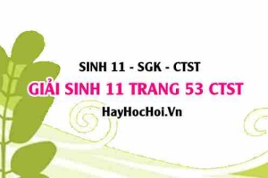 Giải Sinh 11 trang 53 Chân trời sáng tạo SGK